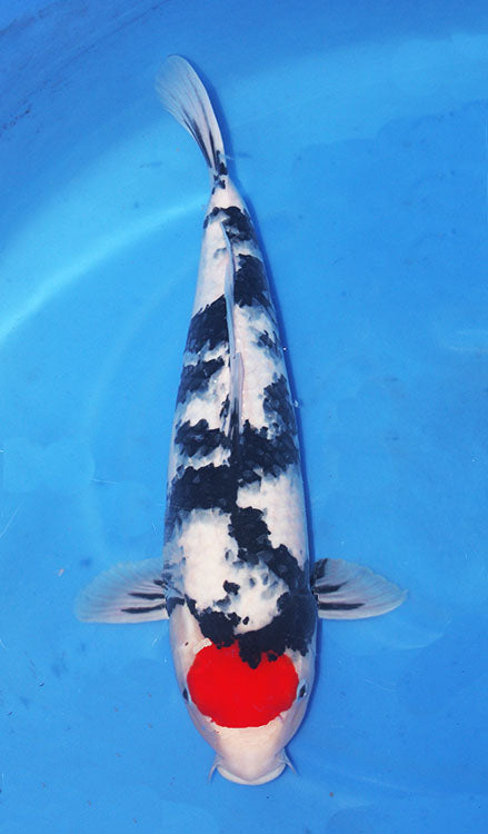25001 Tancho Sanke Showa 2 Year Female 18 Inches