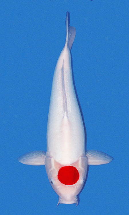 25007 Doitsu Tancho Kohaku 2 Year Female 17 Inches