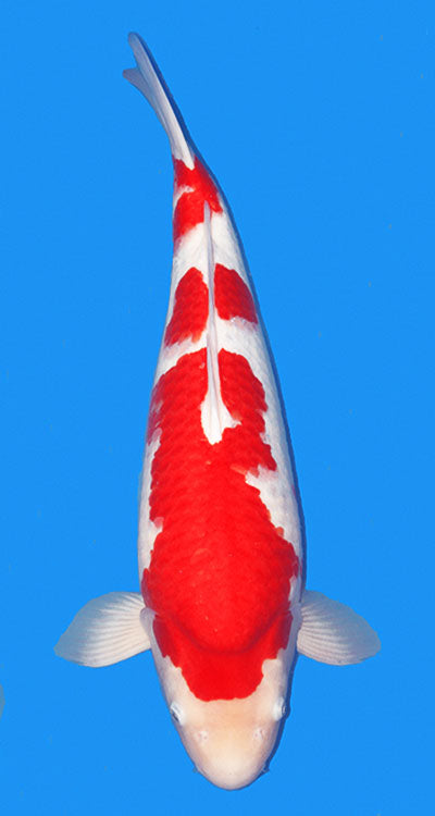 25011 Kohaku 2 Year Female 22 Inches