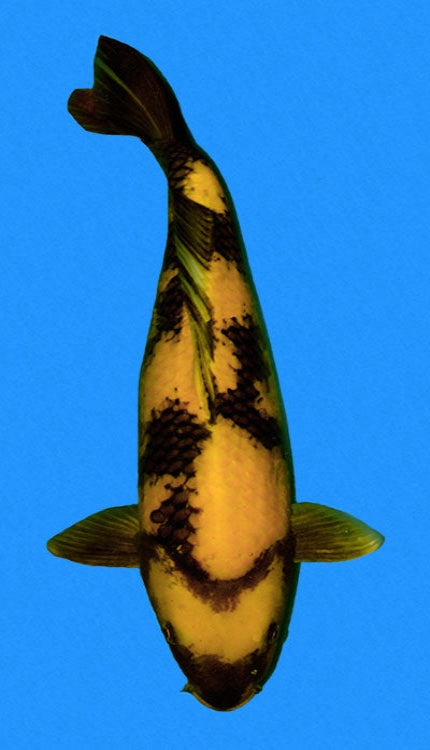 An image of a 20-inch female Ki Utsuri koi carp with black and gold patterns on a yellow body.