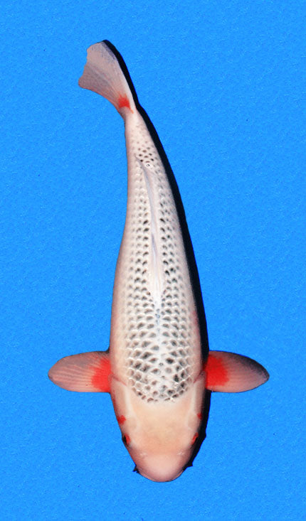 25015 Asagi 3 Year Female 22 Inches
