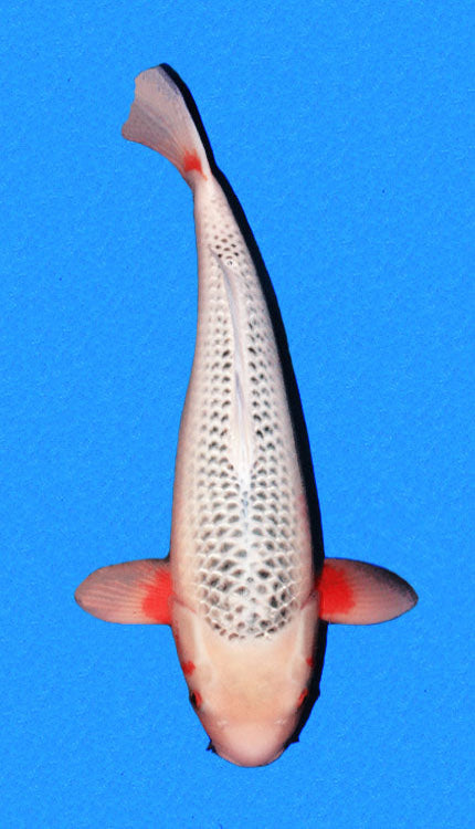 A single Asagi koi fish, which is black and white with a red marking on its fins, tail, and around its eyes, against a blue background.