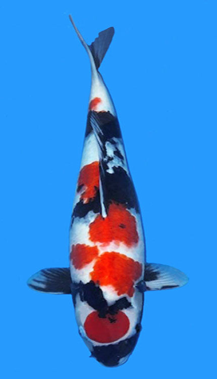 A photograph of a 22-inch female Maruten Showa koi fish with a predominantly white body and black and orange markings.