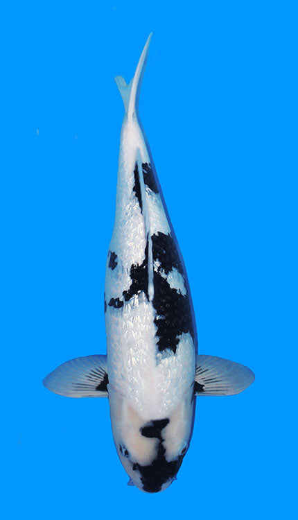 A single black and white koi fish with a predominantly white body and black markings, swimming against a blue background.