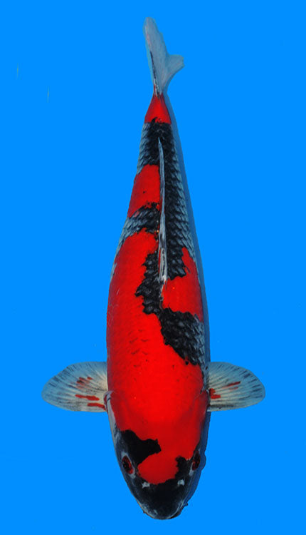 A single red and black koi fish with a solid blue background.