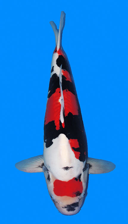 A photograph of a 22-inch female Beni Kumonryu koi fish.