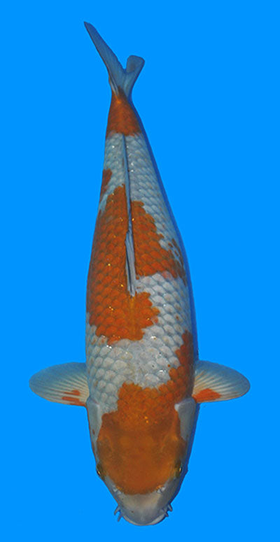 25049 Ginrin Ochiba 3 Year Female 20 Inches
