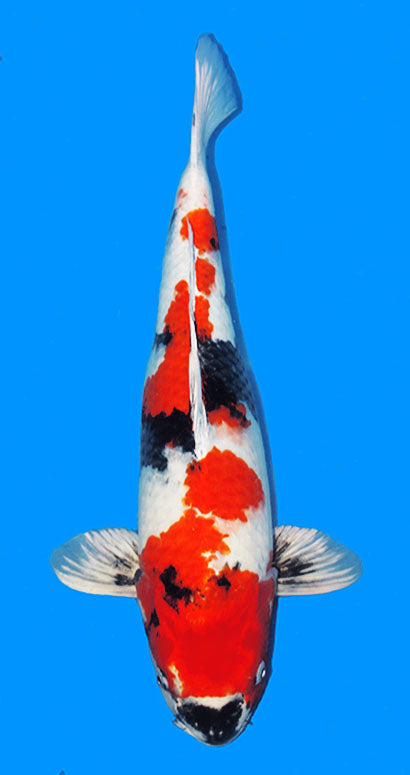 25050 Kin Showa 2 Year Female 18 Inches