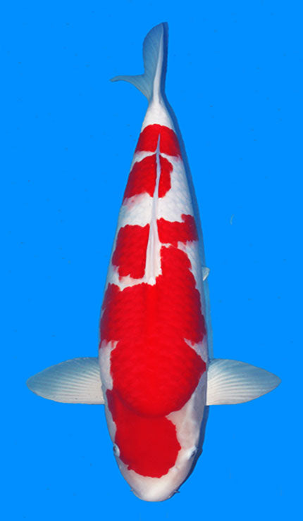 25051 Kohaku 4 Year Female 26 Inches