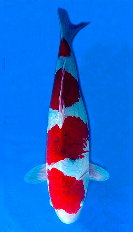 Colorful 26006 Goshiki 2 Year Female 16" Koi Fish on a blue background