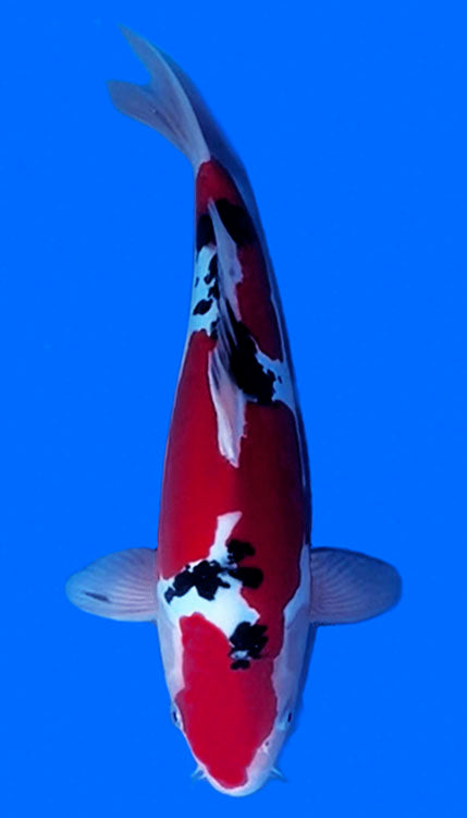 Colorful 26016 Doitsu Sanke 2 Year Female 15" Koi Fish against a blue background