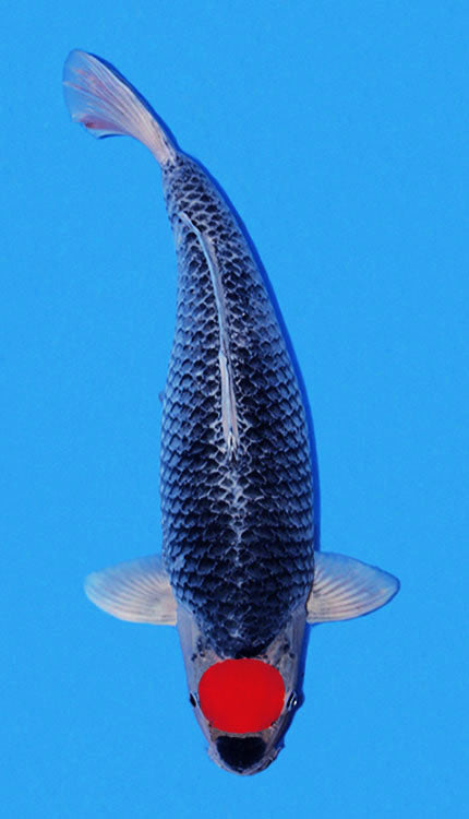 A Tancho Goshiki combines the clean focal appeal of a tancho marking with the layered depth that makes Goshiki such a distinctive Japanese koi variety. In this form of Nishikigoi, the fish is recognized by a red head marking set against a lighter head, while the body carries the darker blue, gray, or black-based character associated with Goshiki. That contrast between a simple, centered tancho and the more textured, reticulated body gives the variety a very refined but visually interesting presence in the w