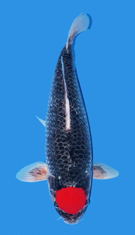A black Goshiki fish with a red mark on its head, viewed from above against a blue background.