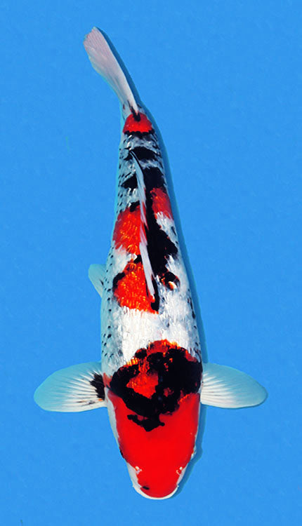 A photograph of a Ginrin Showa koi fish, predominantly white with red and black markings, against a blue background.