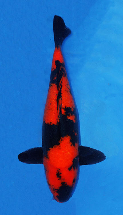 A close-up image of a female koi fish with a black and red color scheme, swimming in water with a blue background.