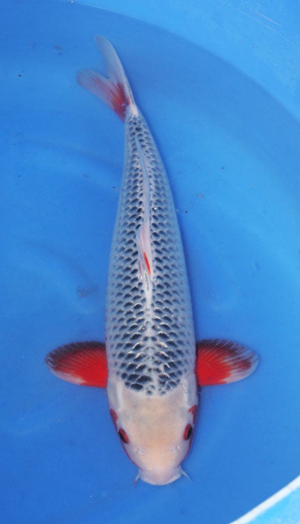 An Asagi is one of the oldest and most respected varieties of Japanese koi, admired for its calm beauty and classic netted appearance. This Nishikigoi is known for a blue to blue-gray body with dark reticulation across the scales, paired with red or orange hi that typically appears along the sides, cheeks, belly, and fins. The beauty of Asagi comes from balance and subtlety, with the cool blue body and warm secondary color creating a look that feels both traditional and deeply refined.