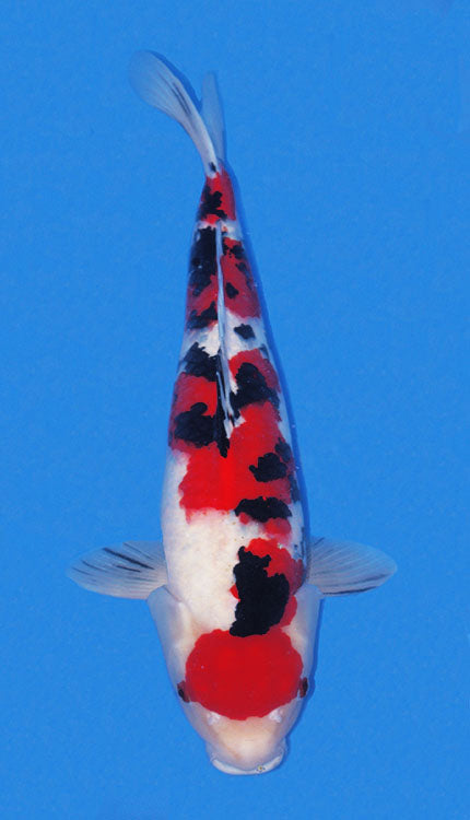 A photo of a Taisho Sanke koi fish, predominantly white with red and black markings, against a blue background.