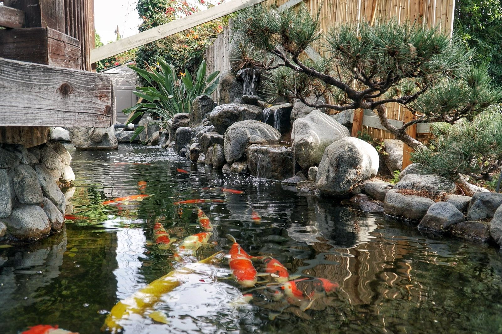 Known as the nishikigoi pattern nishiki“swimming (or living) jewel”, the unique name for this koi fish comes from the Japanese word “nishiki” which traditionally means beautiful or elegant things.