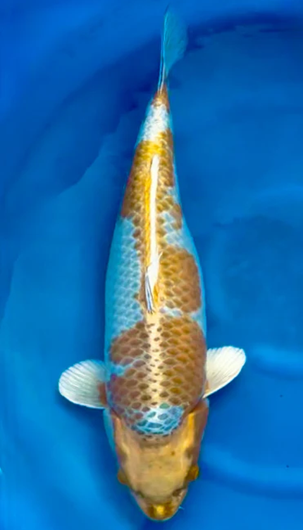 A Kin Kujaku is a brilliant metallic Japanese koi known for its combination of luminous skin, strong pattern, and distinctive reticulation. As a hikari variety, it typically shows a bright platinum-white base overlaid with orange to red patterning and a dark matsuba-style netting across the scales, giving the fish its signature pinecone-like finish. In Nishikigoi, Kujaku is admired for blending elegance with ornament, and a Kin Kujaku stands out for the extra warmth and radiance it brings to the pond.