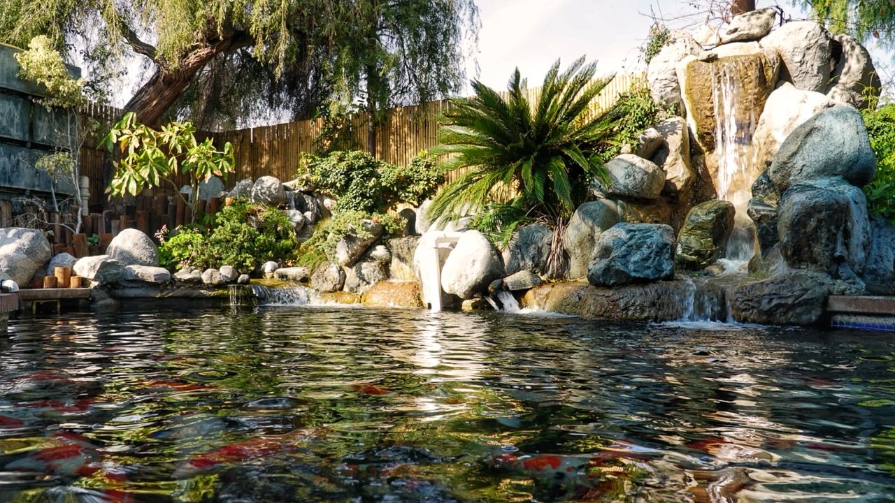 Local Koi Fish in California. Koi Fish imported directly from Japan. Local Koi Fish Farm.
