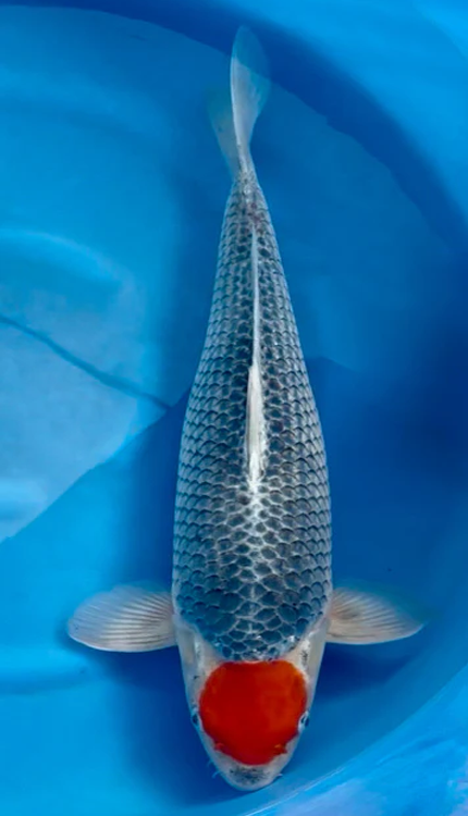 Tancho Goshiki 3 Year Female Koi Fish SOLD
