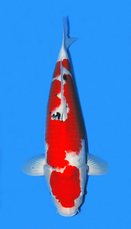 Taisho Sanke, or Sanke for short, are koi with a solid white base overlaid by patterns of both red and black. It is commonly said that a high-quality Sanke pattern begins with a great Kohaku pattern, to which the black is a welcome complement.