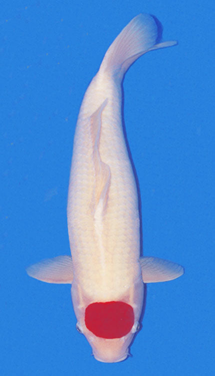 Tancho Kohaku is the most common type of Tancho, as it is a prevalent variation of the Kohaku, with the Hi (red) pattern only appearing on the head. The Hi should be circular and centered on Koi's head. There should be no other Hi on the body at all.