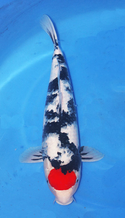 A single Tancho Sanke Showa koi fish with predominantly white and black coloring, and a large red spot on its side, swimming in a blue-pitched environment.