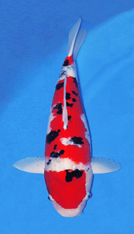 A 20-inch female Sanke Koi fish with a predominantly red body, white fins, and black markings.