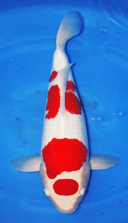 A 19-inch female Maruten Kohaku koi fish with predominantly white and red coloring swimming in blue water.