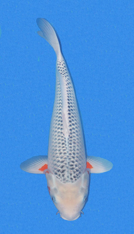 A photograph of a white asagi koi fish, predominantly white in color with black patterns, swimming in blue water.