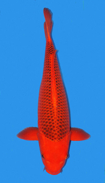 A vibrant red Aka Matsuba koi fish swimming against a blue background.