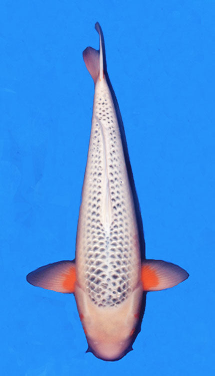 A photograph of a 18-inch female Asagi koi fish.