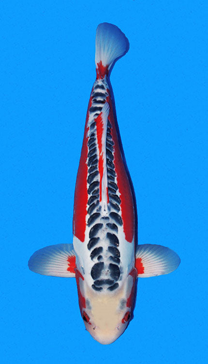 An image of a Shisui koi fish with a predominantly white body, black and red markings, and a blue background.