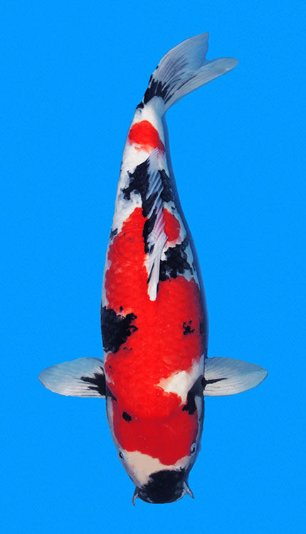 A photograph of a 21-inch female Showa koi fish with black, white, and red patterns on a blue background.