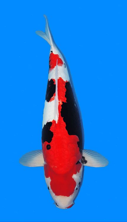A photograph of a 24-inch female Beni Kumonryu koi fish.