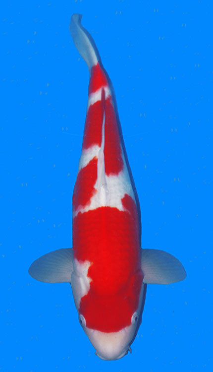 A digital image of a 18-inch female Kohaku koi fish against a blue background.