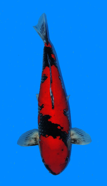 A single red and black Goshiki koi fish swimming against a blue background.