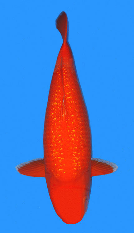A single orange Aka Muji koi fish swimming against a blue background.