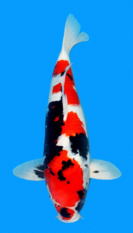 A Showa koi, or Showa Sanshoku, is a powerful and expressive variety of Japanese koi known for its dynamic combination of sumi, beni, and shiroji. Unlike Kohaku or Sanke, Showa is a black-based Nishikigoi, meaning the sumi forms the foundation of the pattern and rises through the body beneath the red and white. A strong Showa often shows bold contrast, balanced movement in the pattern, and the kind of dramatic presence that makes the variety stand out immediately in the pond. Traditional markers such as men