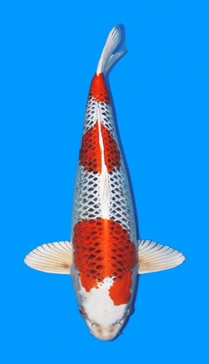 A single Kujaku koi fish, predominantly white with red and black patterns, swimming against a blue background.