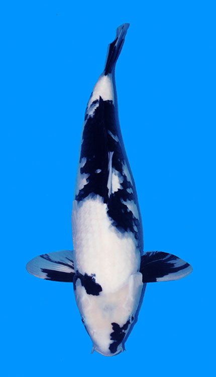 A photograph of a 19-inch Shiro Utsuri koi fish, predominantly white with black markings, swimming in blue water.