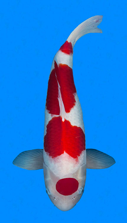 A photograph of a Tancho Kohaku koi fish, predominantly white with large red markings, swimming in blue water.