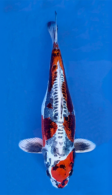 Decorative koi fish with a multicolored pattern on a blue background