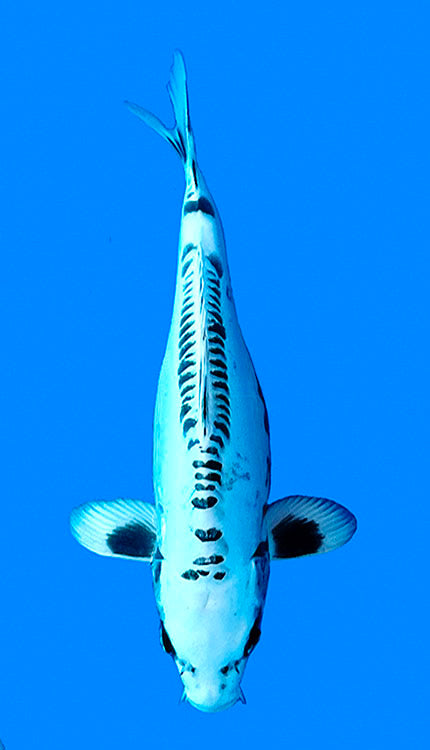 26002 Doitsu Shiro Utsuri 2 Year Female 15" Koi Fish