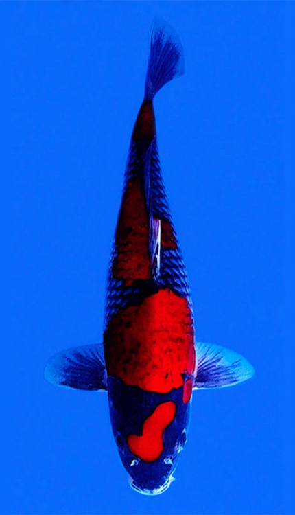 Colorful 26005 Goshiki 2 Year Female 15" Koi Fish against a blue background