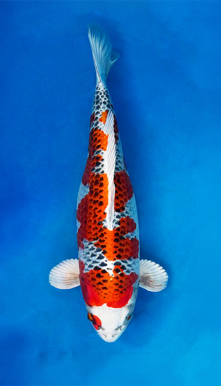 Colorful 26007 Kujaku 3 Year Female 21" Koi Fish on a blue background