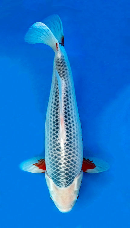 26008 Asagi 2 Year Female 18" Koi Fishwith a white body and blue and orange fins on a blue background