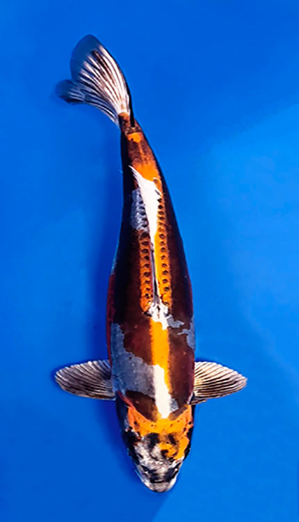 Decorative 26014 Beni Kikokuryu 3 Year Female 22" Koi Fish with a multicolored pattern on a blue background