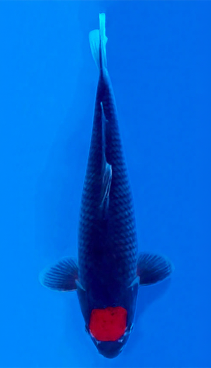 26017 Tancho Goshiki 2 Year Female 15" Koi Fish